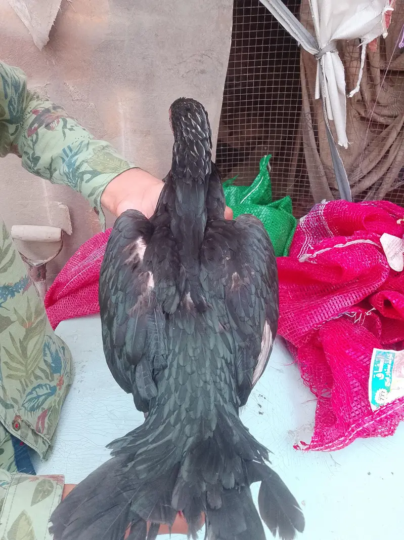 aseel hen for sale — photo 11