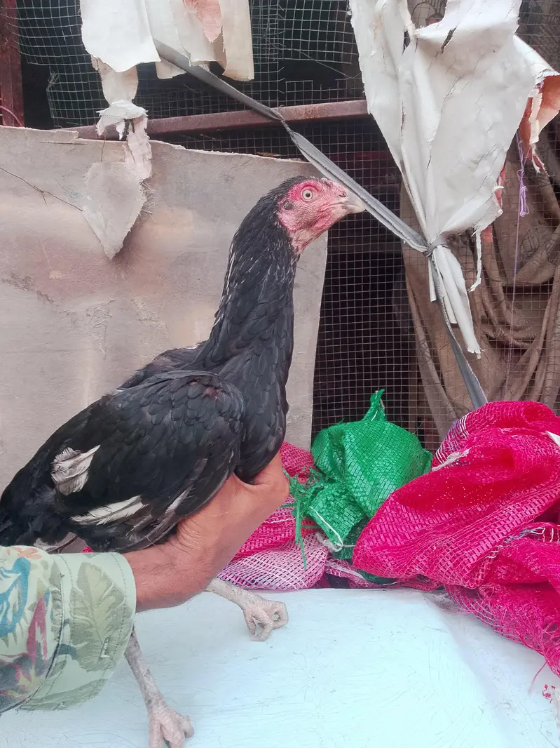 aseel hen for sale — photo 12