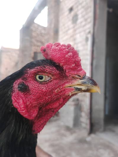 aseel for sale