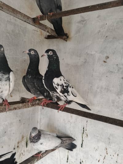Pathiya Pathy for sale