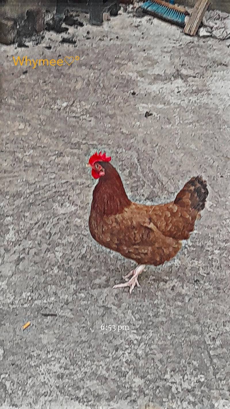 desi hen 3
