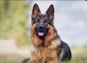 German shepherd for sale with cage