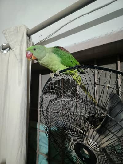 pahari parrot