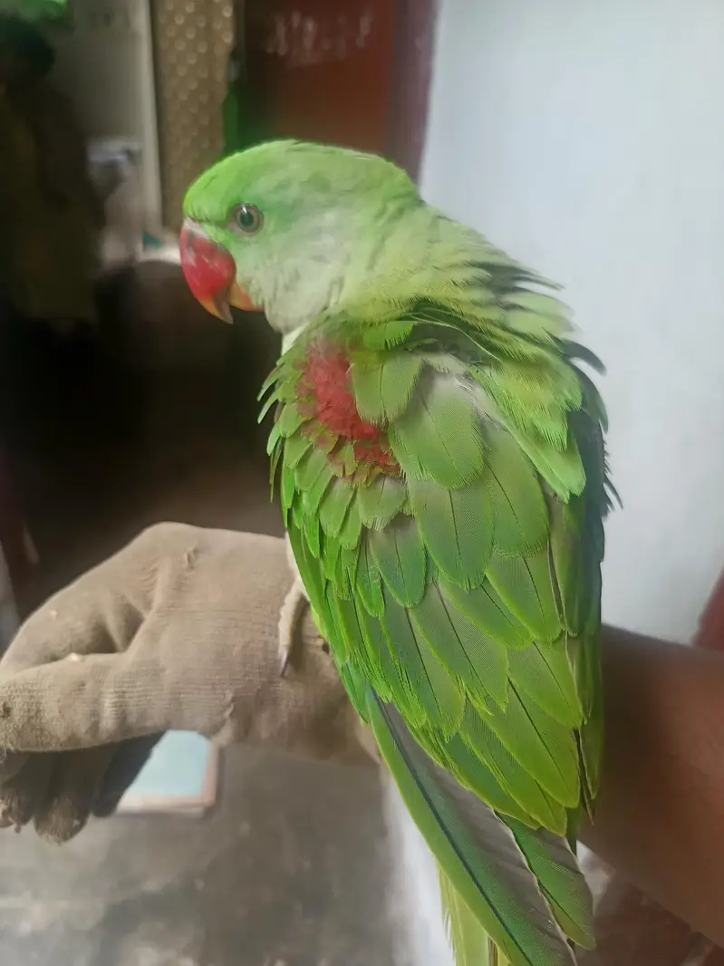 pahari parrot — photo 2