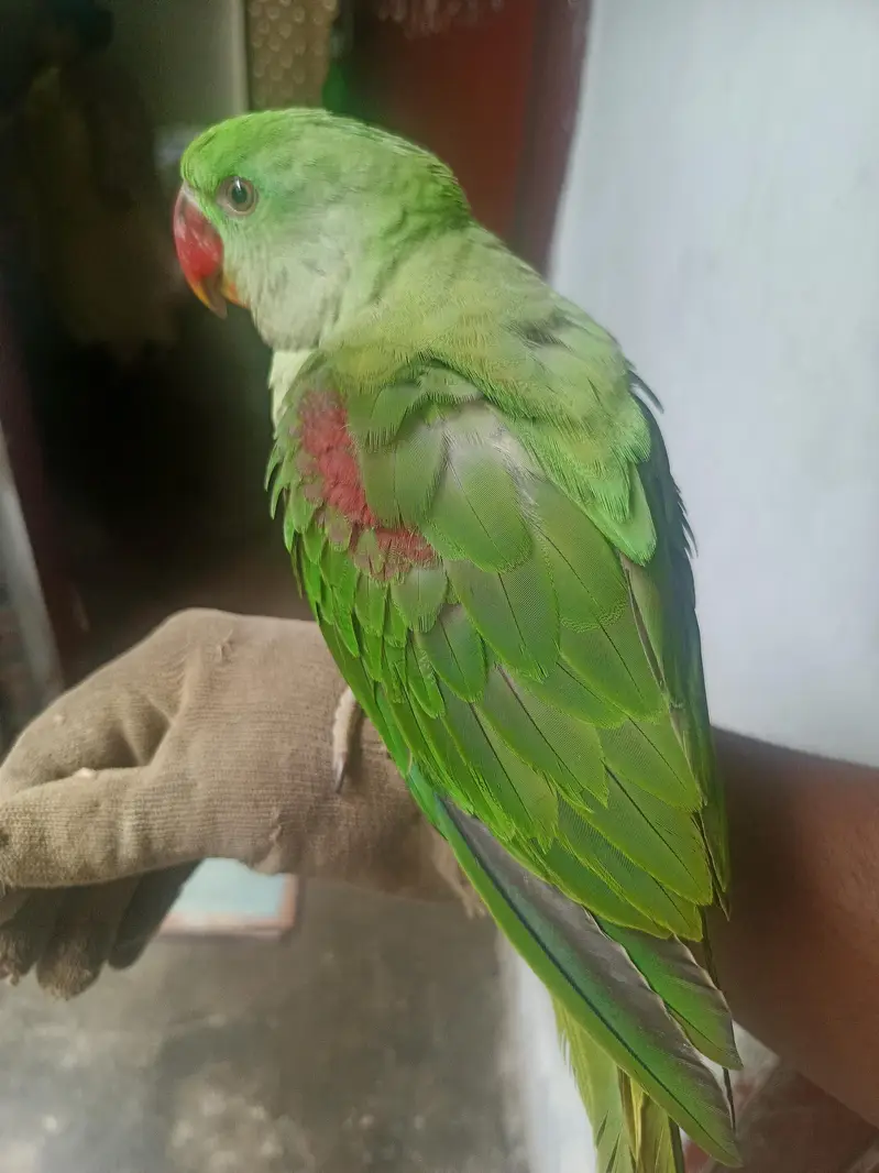 pahari parrot — photo 3