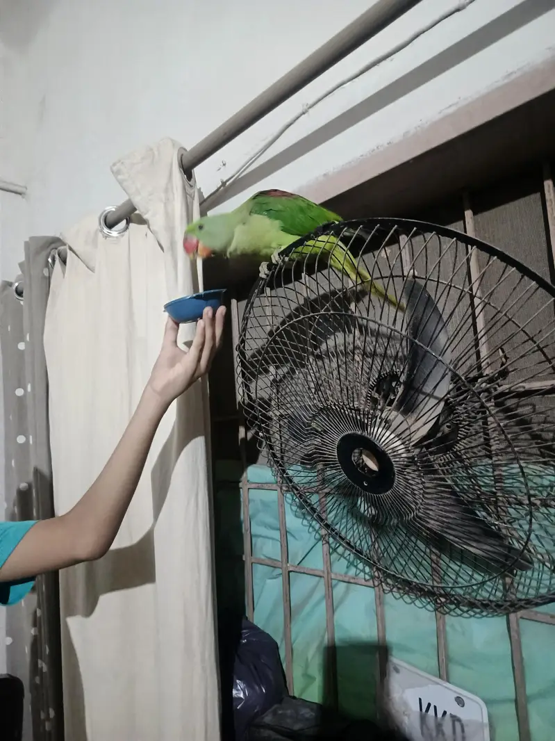 pahari parrot — photo 4