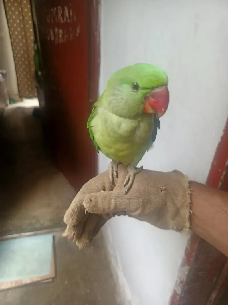 pahari parrot — photo 5
