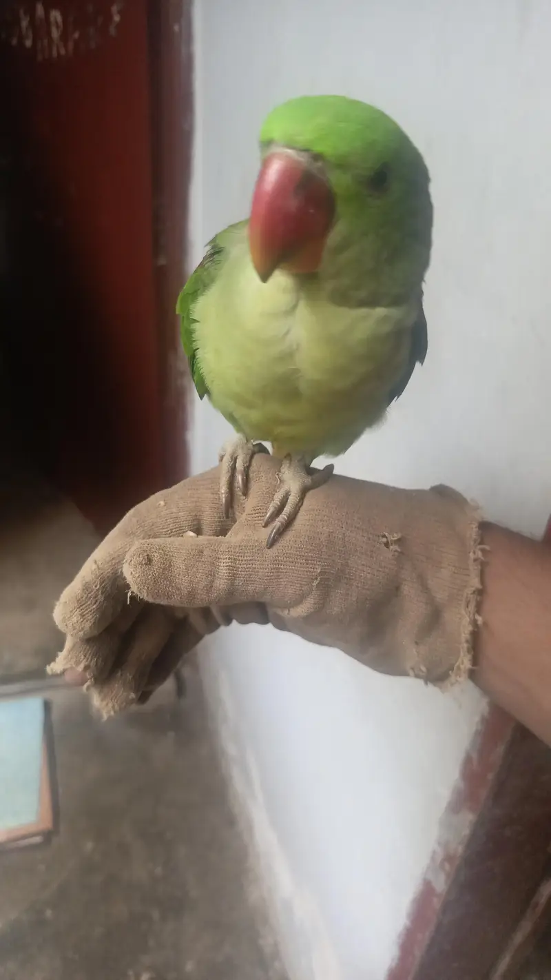 pahari parrot — photo 6