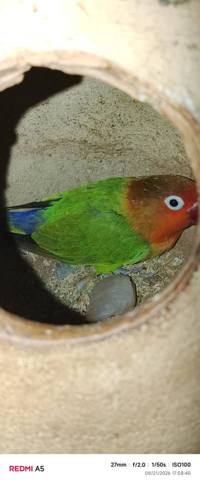 budgies home breeds and one pair albino, fisher