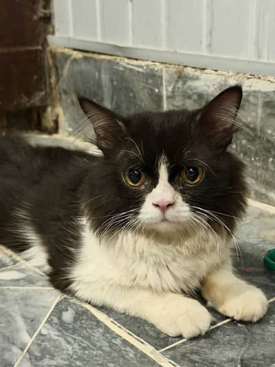 Kitten for sell persian 5 month old 03040462687