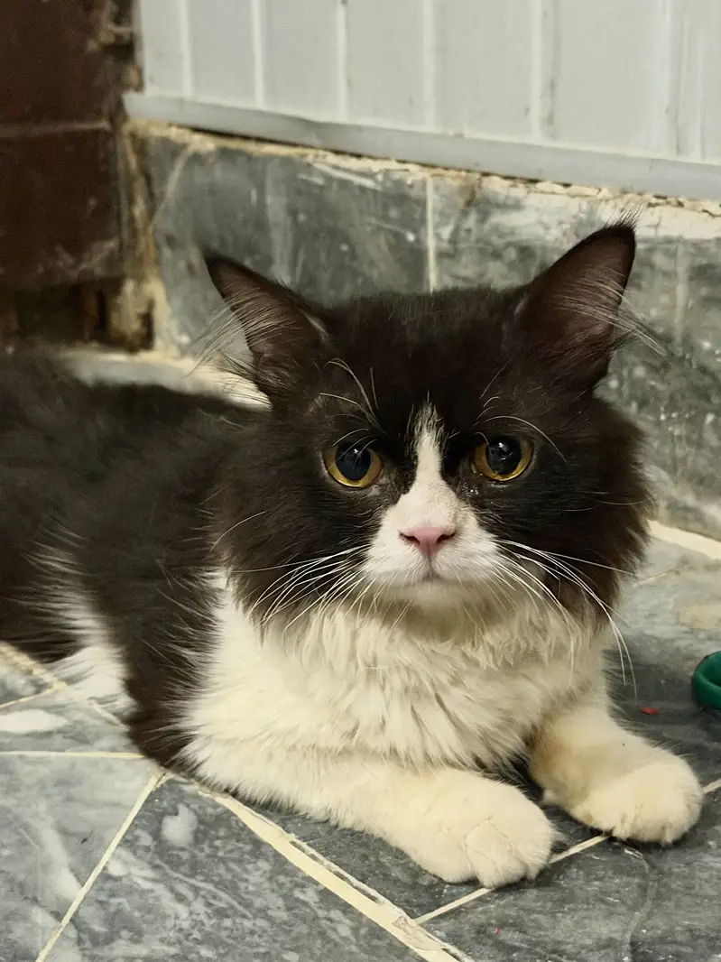 Kitten for sell persian 5 month old 03040462687