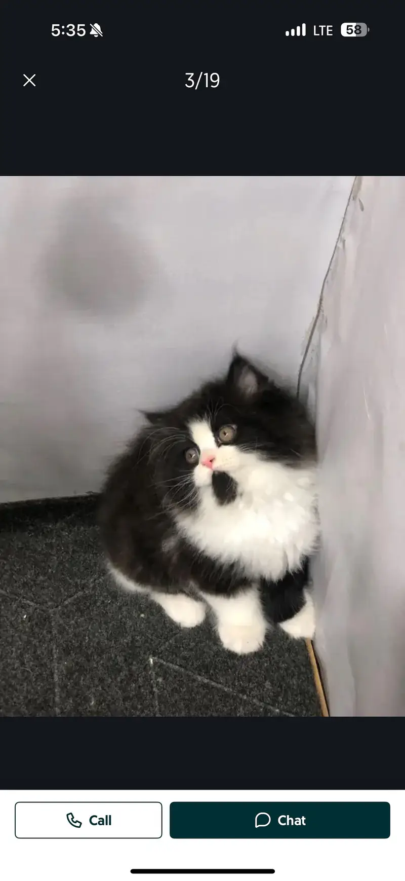 Kitten for sell persian 5 month old 03040462687 — photo 2