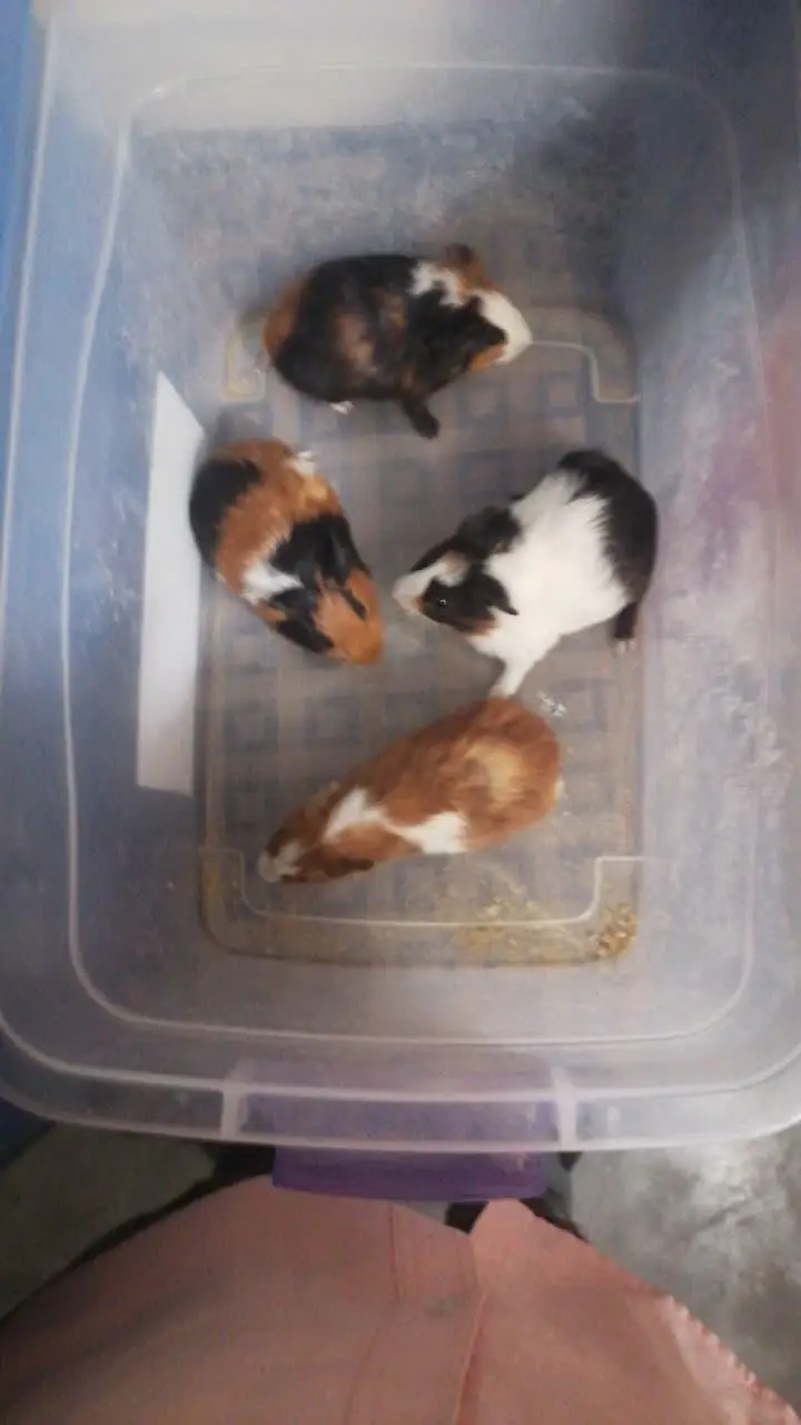 guinea pig lahore — photo 2