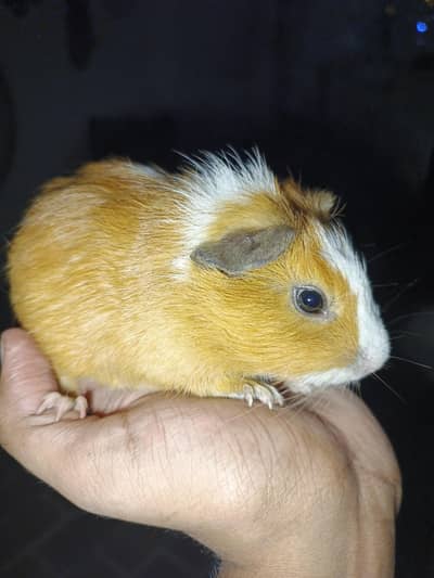 guinea pig lahore