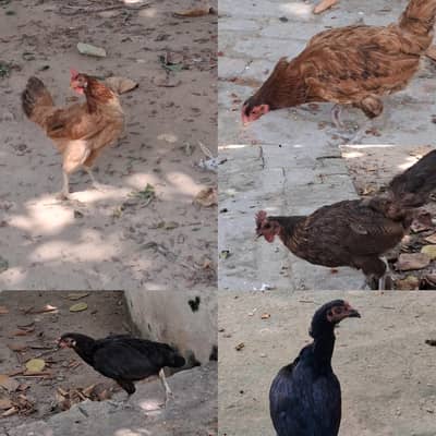 Desi + Aseel Murgia Home Breed