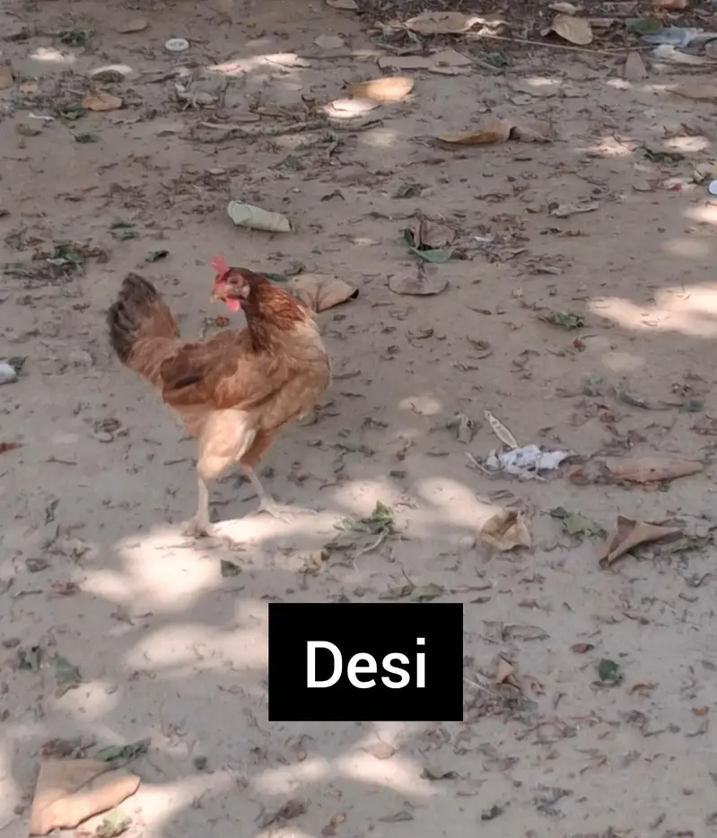 Desi + Aseel Murgia Home Breed — photo 2