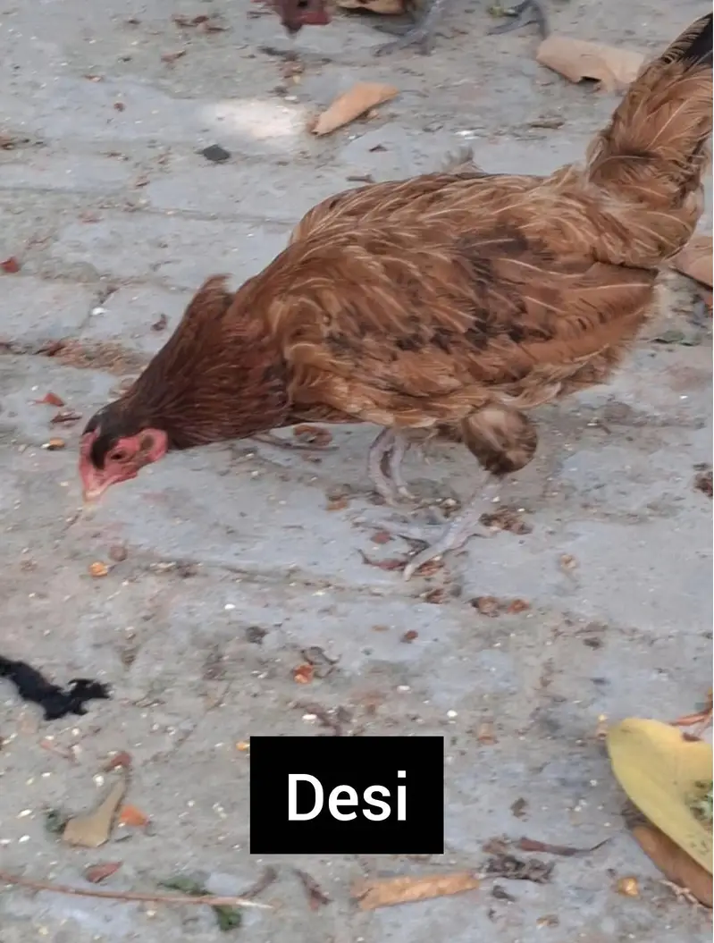 Desi + Aseel Murgia Home Breed — photo 3