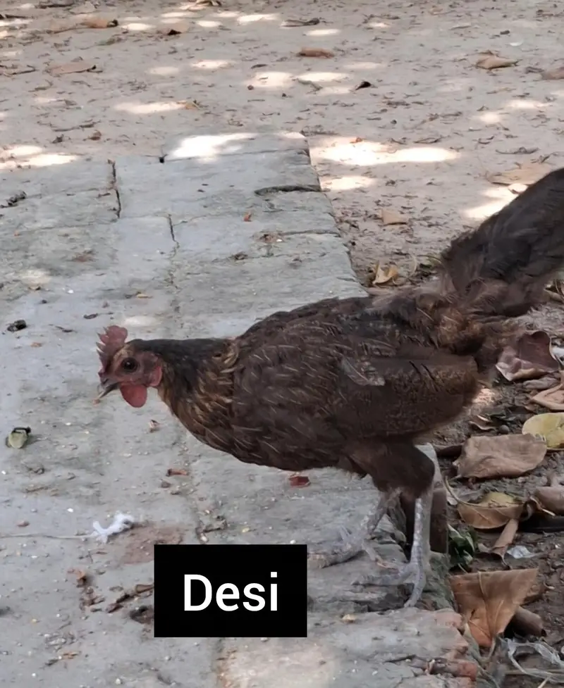 Desi + Aseel Murgia Home Breed — photo 4