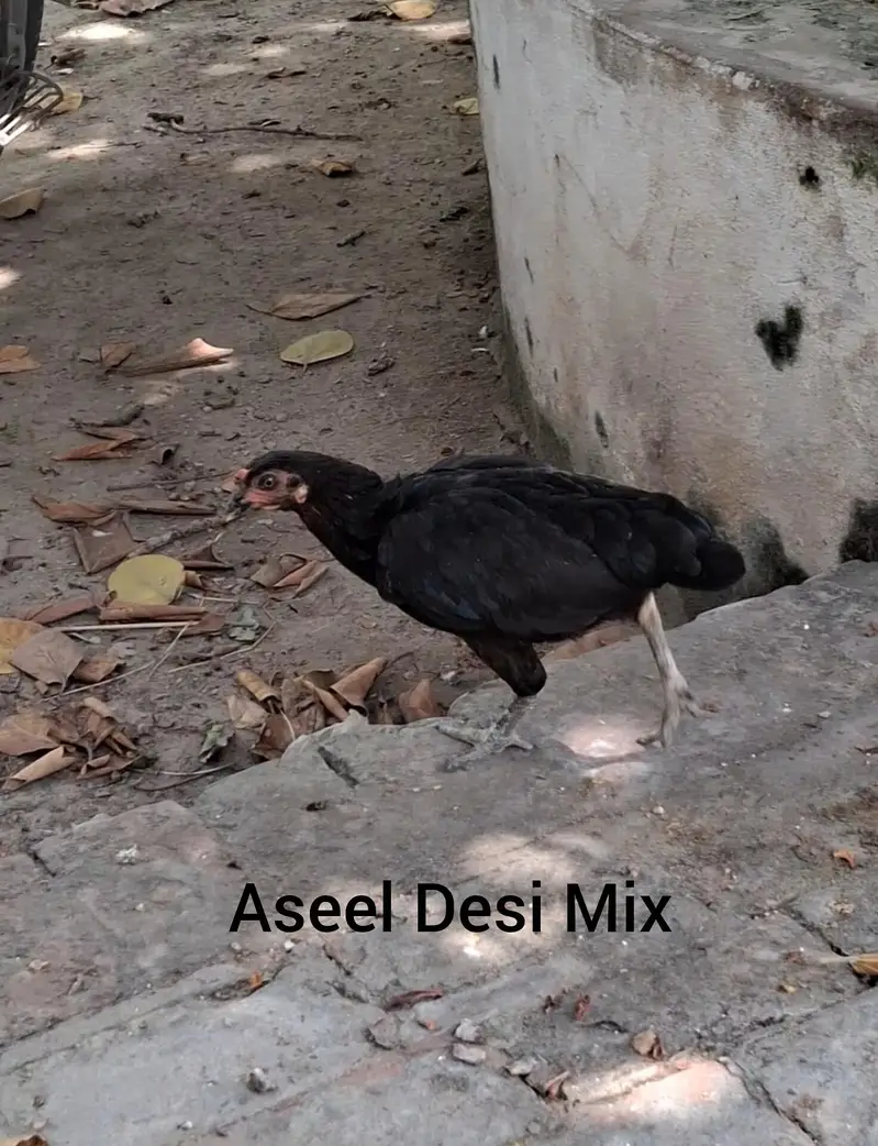 Desi + Aseel Murgia Home Breed — photo 5