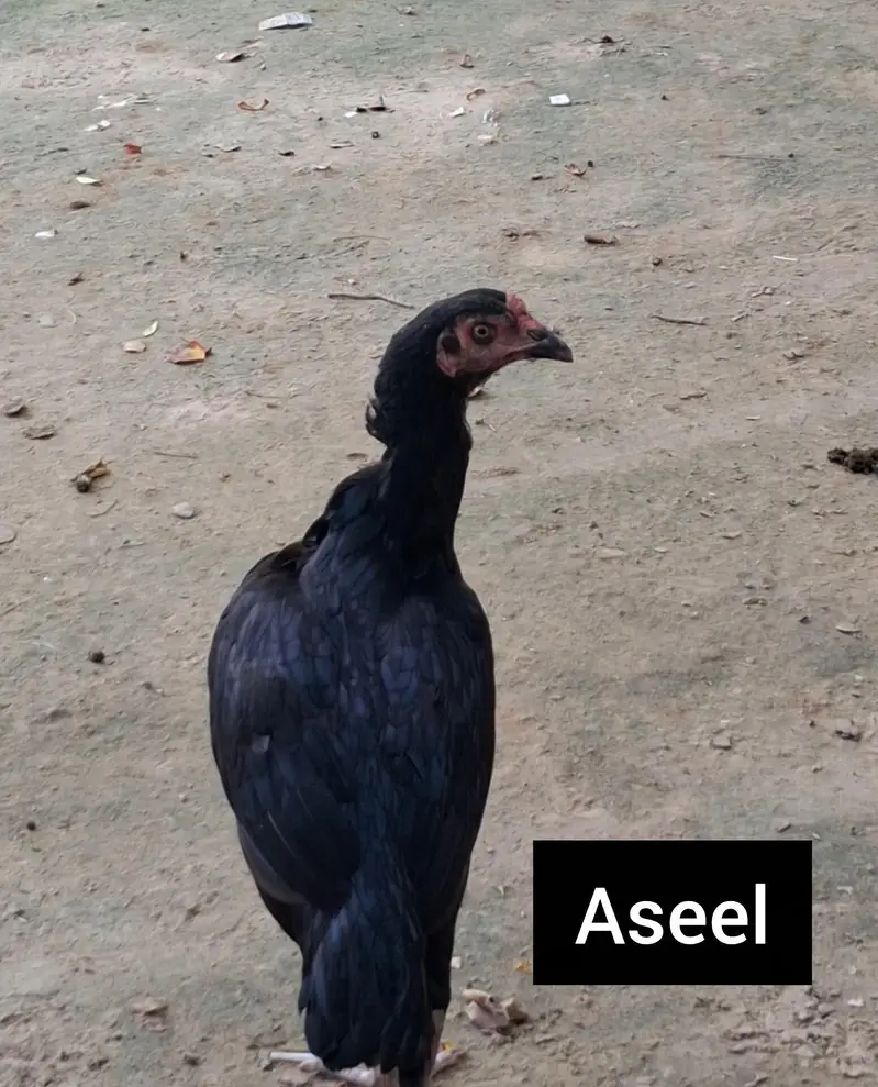 Desi + Aseel Murgia Home Breed — photo 6