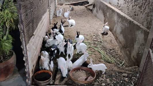Rabbits