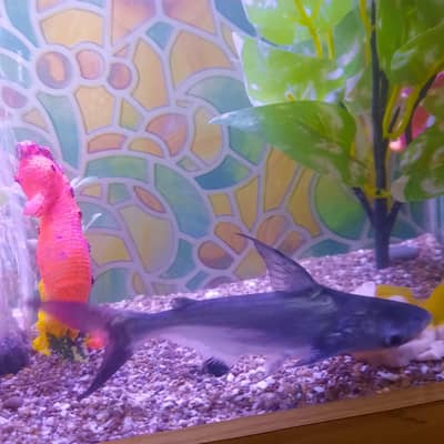 Aquarium with beautiful decorations plants and 1 shark 4 to 4.5 inches