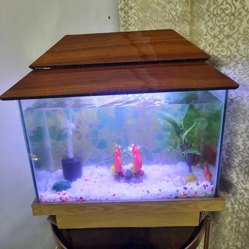 Aquarium with beautiful decorations plants and 1 shark 4 to 4.5 inches — photo 2