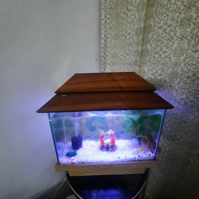 Aquarium with beautiful decorations plants and 1 shark 4 to 4.5 inches — photo 3