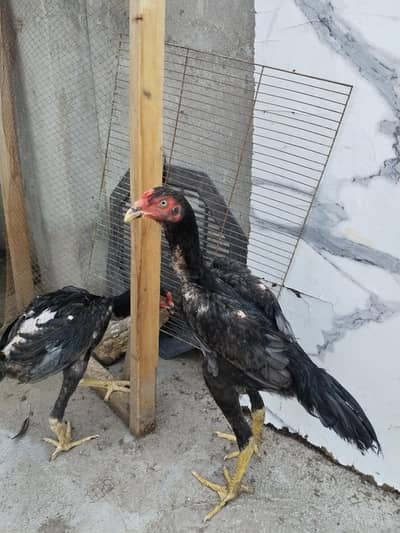king size shamo for sale