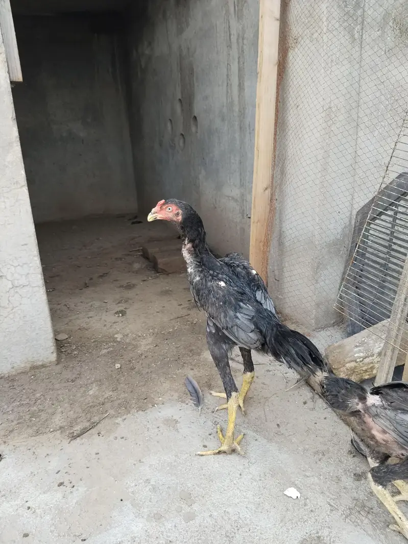 king size shamo for sale — photo 2