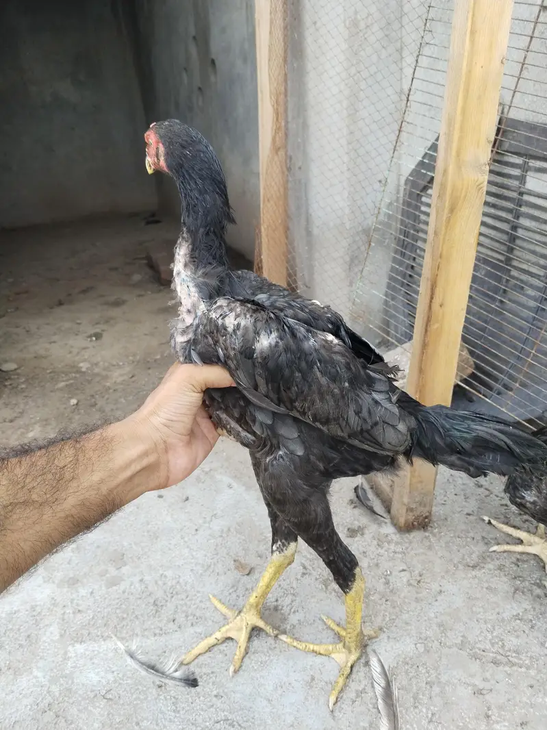 king size shamo for sale — photo 3