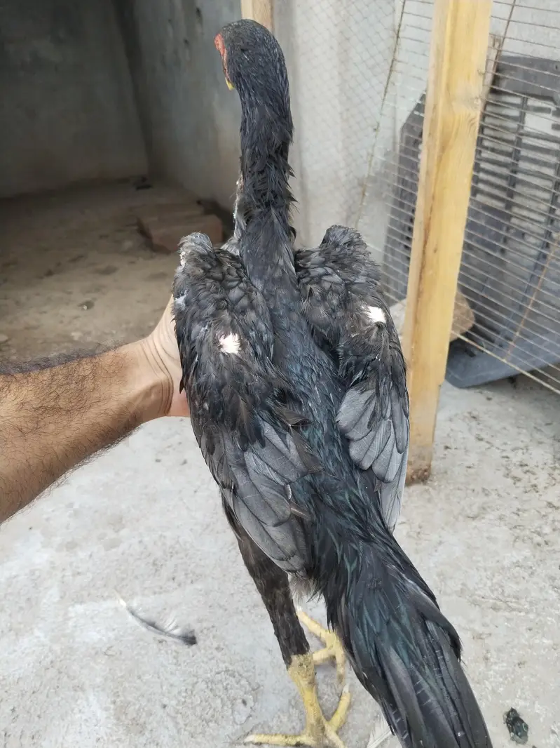 king size shamo for sale — photo 4