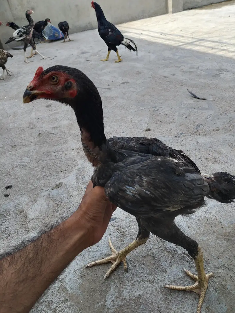king size shamo for sale — photo 6