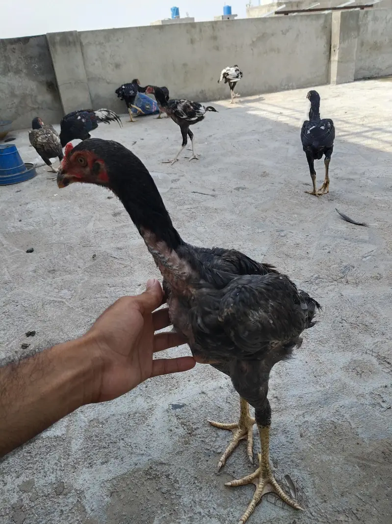 king size shamo for sale — photo 7