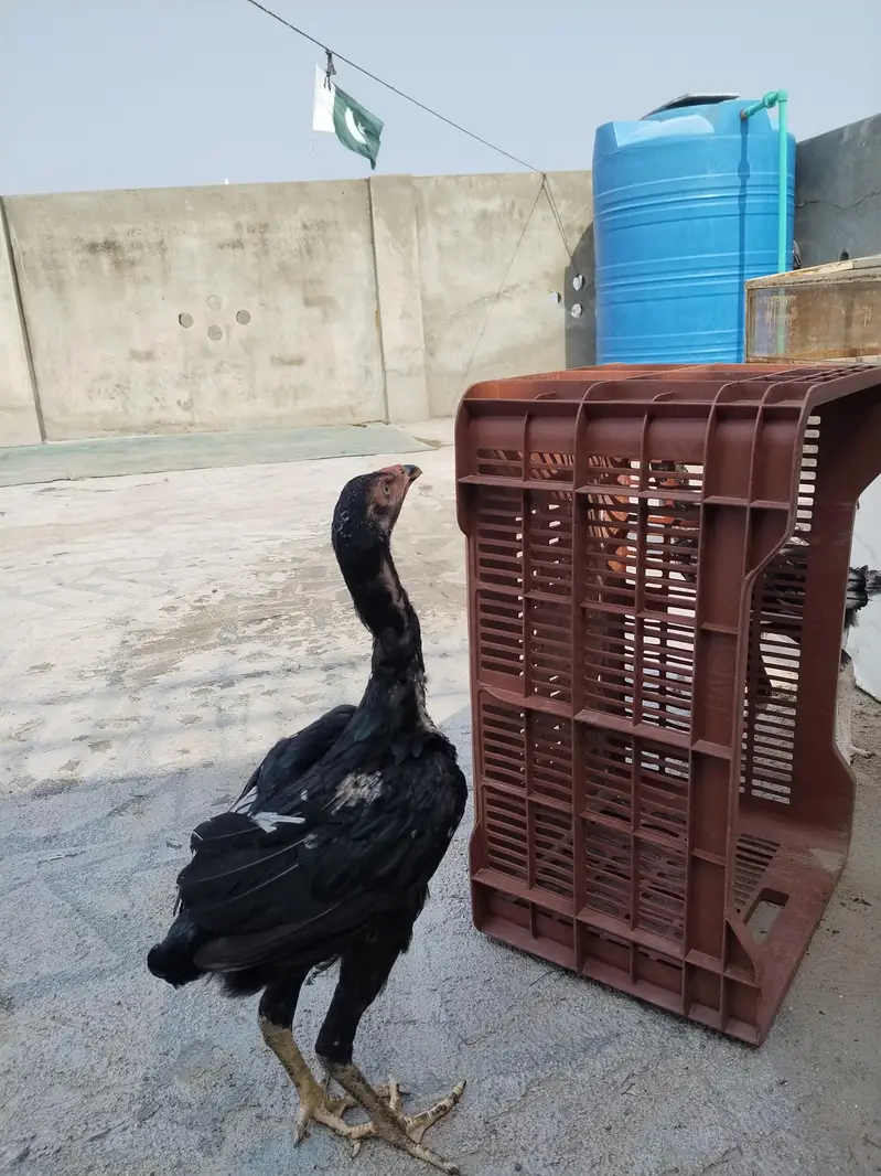 king size shamo for sale — photo 9