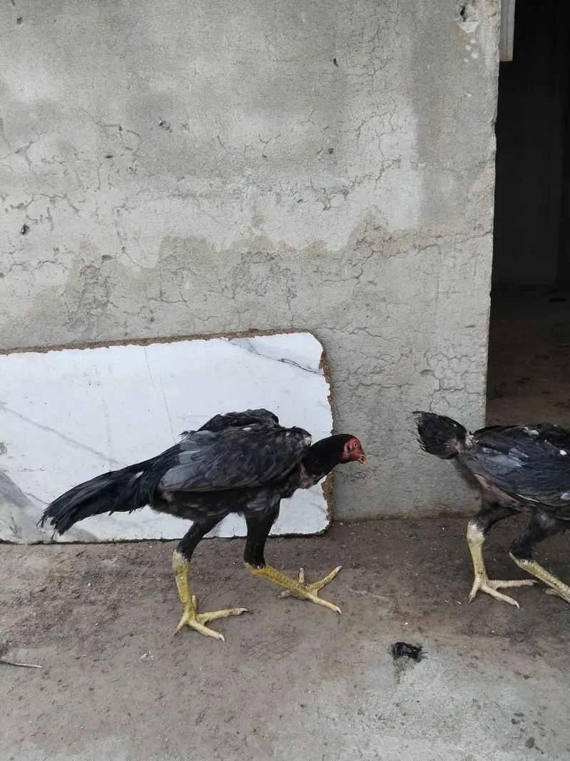 king size shamo for sale — photo 10