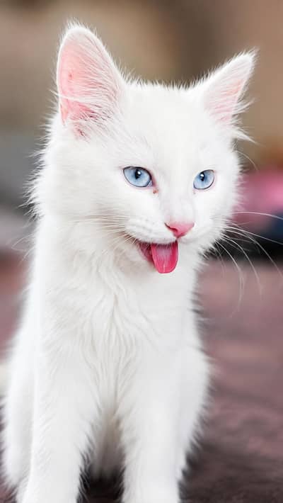 White Persian