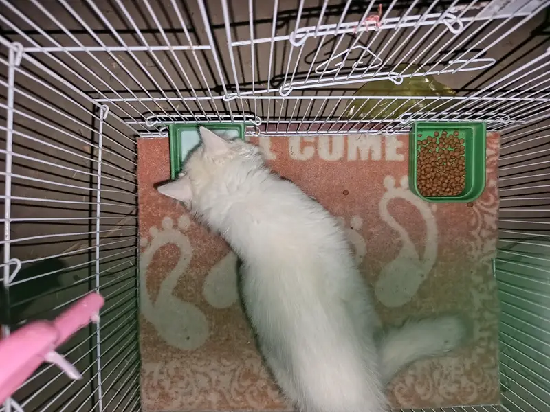 White Persian — photo 2