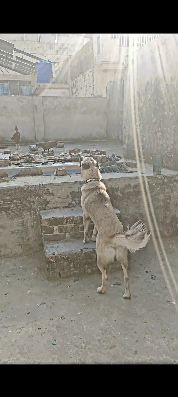 Tyson name hai healthy hai active buddy — photo 3