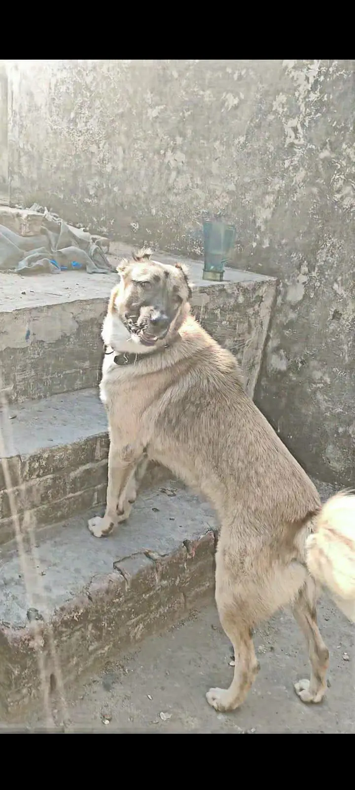 Tyson name hai healthy hai active buddy — photo 5