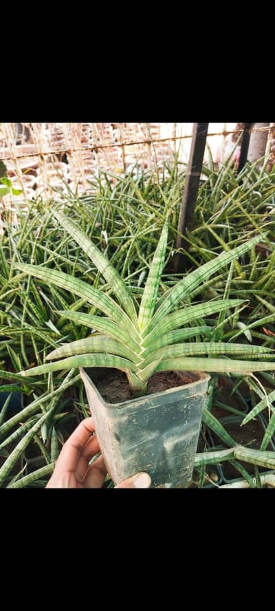 Indoor/Outdoor plants for sale