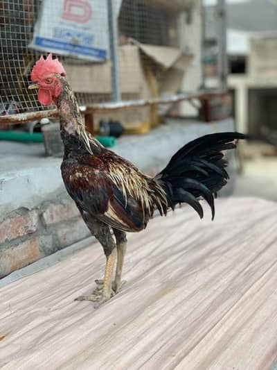 Burmi patha 35000 per piece