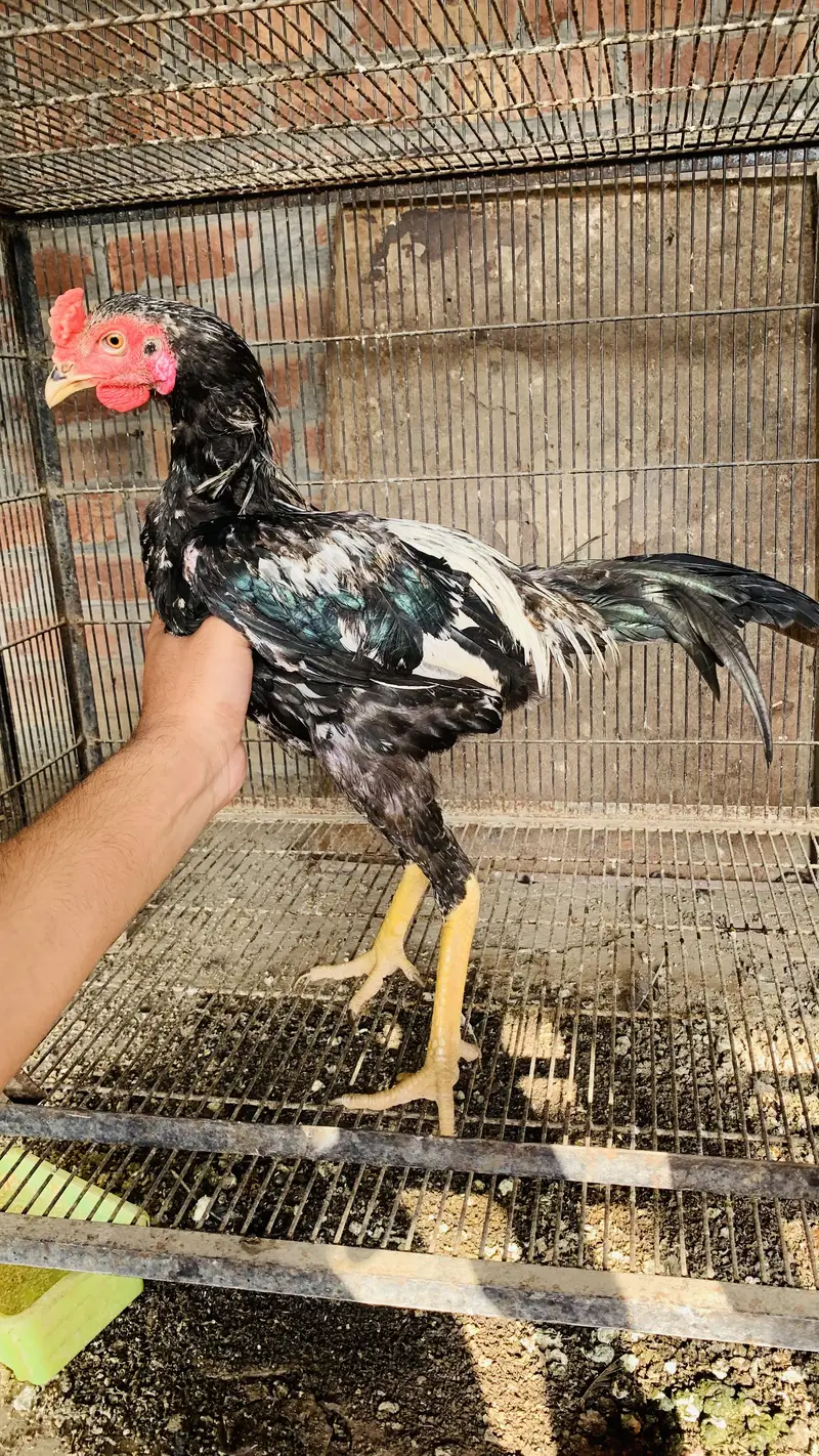 Burmi patha 35000 per piece — photo 2