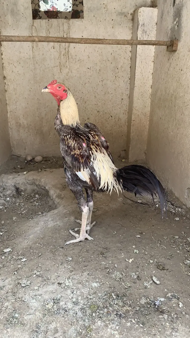 Burmi patha 35000 per piece — photo 4