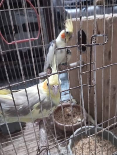 Cockatiel Parrots for urgent sale