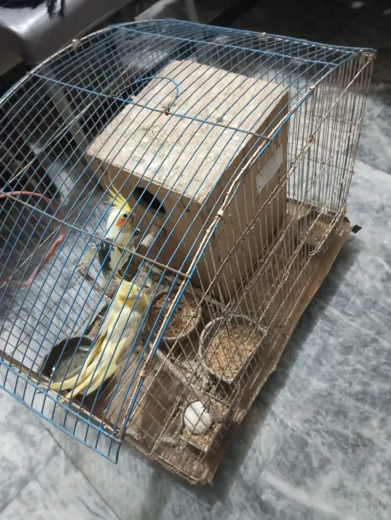 Cockatiel Parrots for urgent sale — photo 2