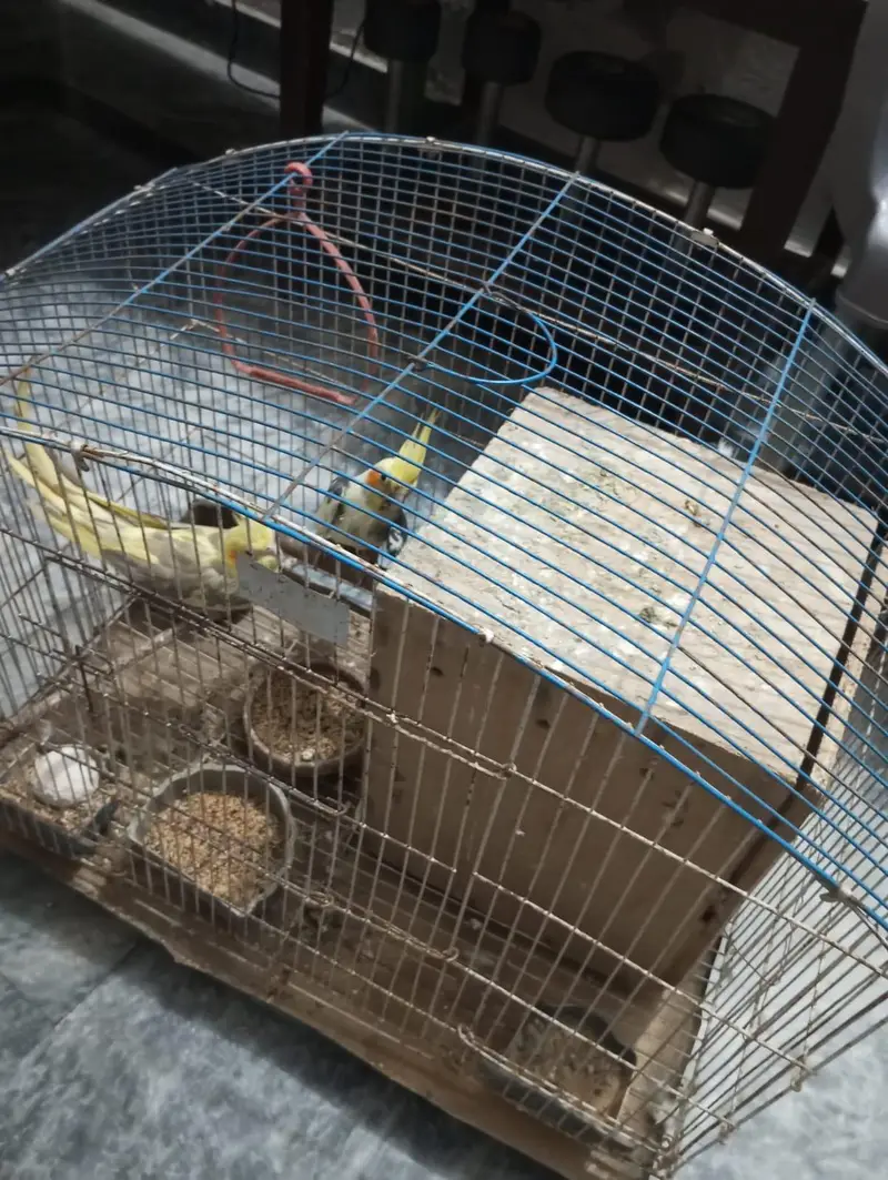 Cockatiel Parrots for urgent sale — photo 3