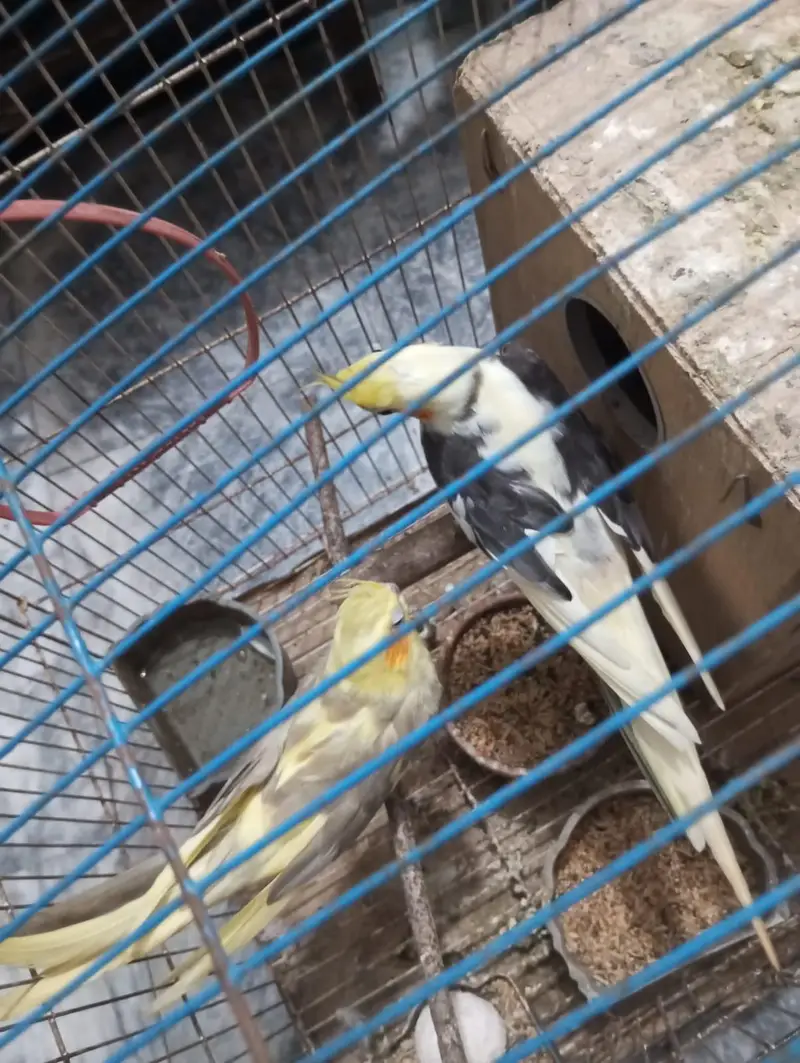 Cockatiel Parrots for urgent sale — photo 4