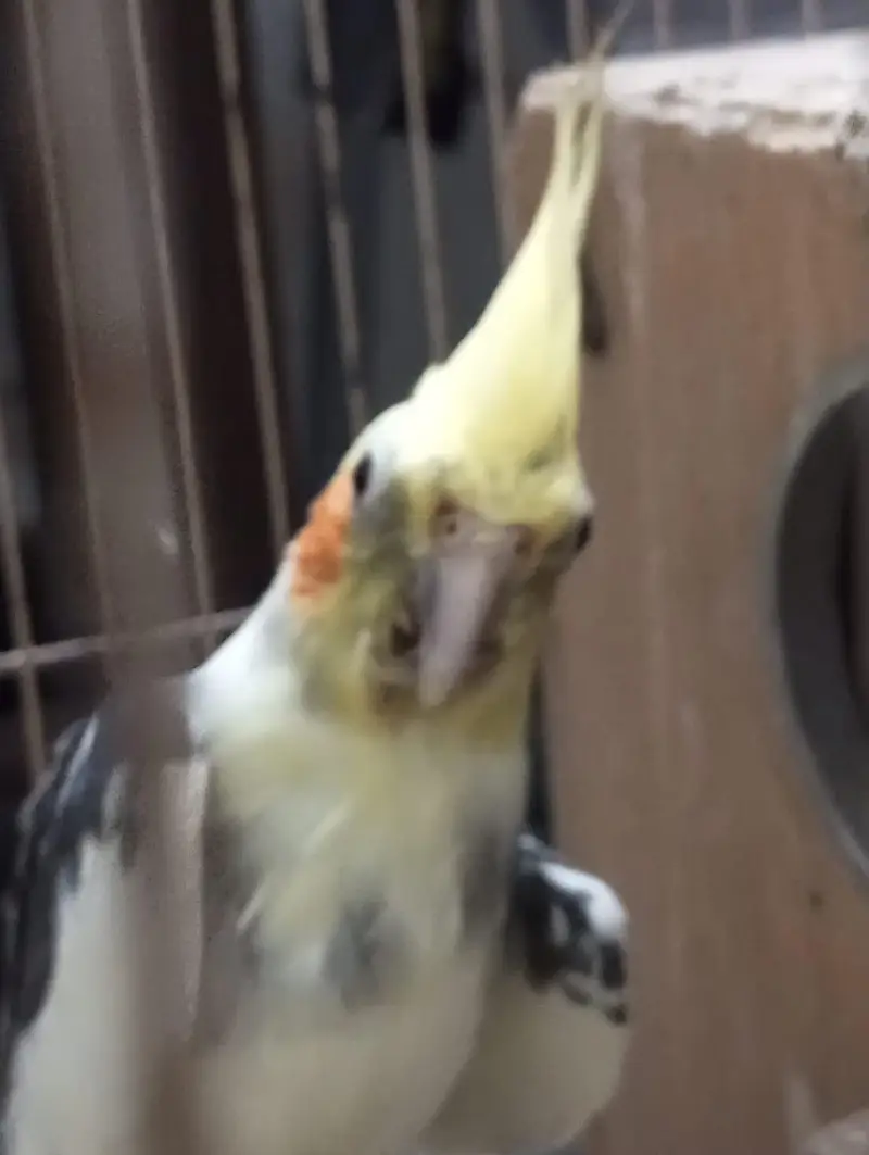 Cockatiel Parrots for urgent sale — photo 5