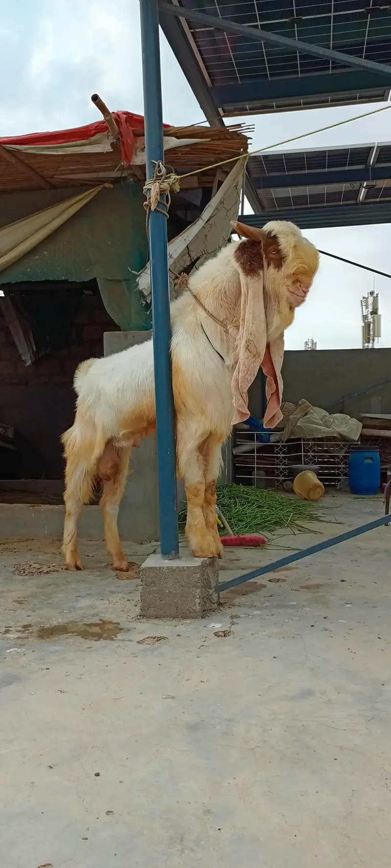 Breeder Male